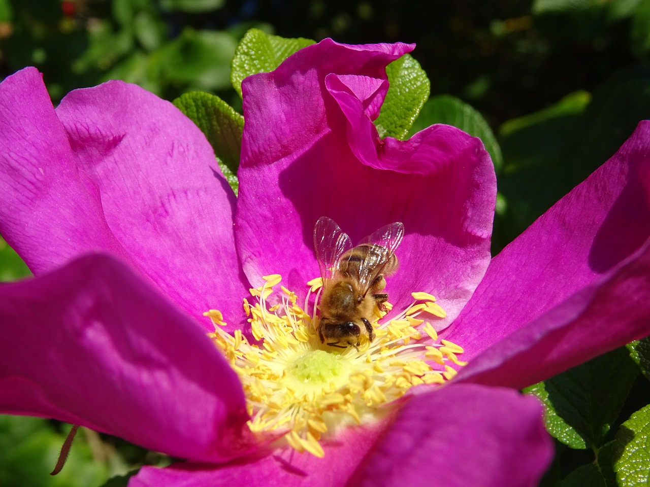 flower bee wild rose free photo