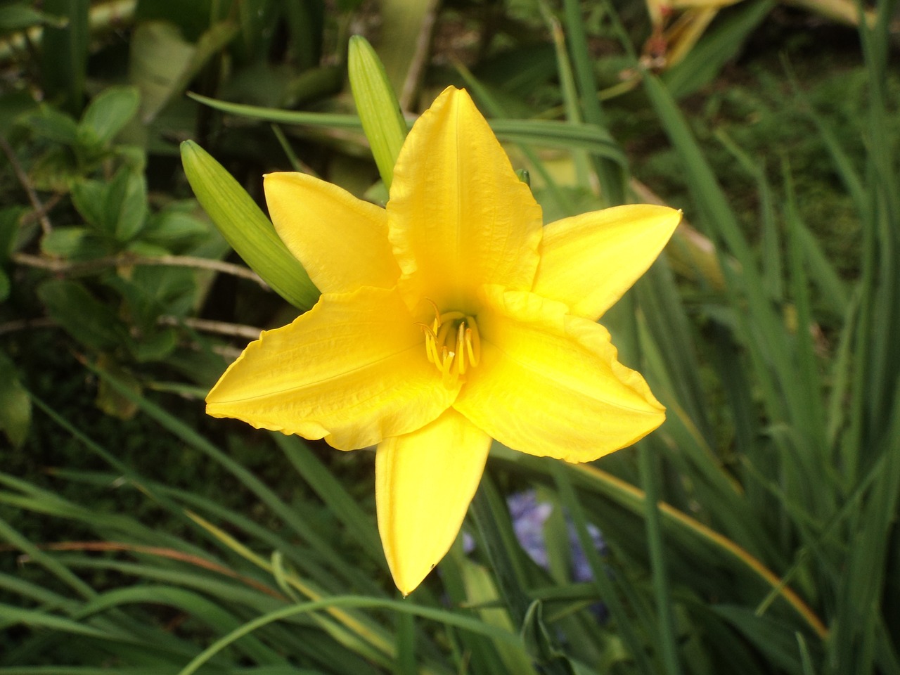 flower nature yellow free photo