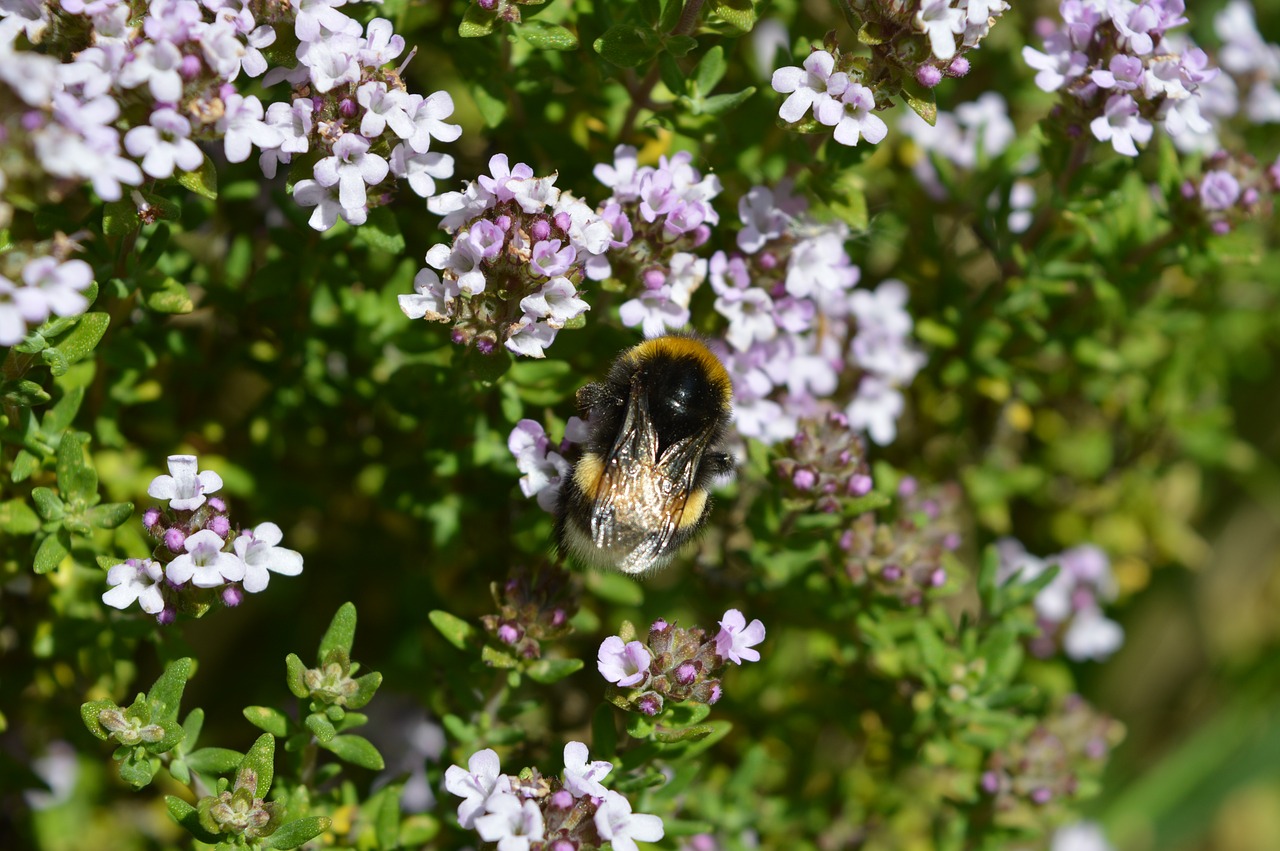 flower bourdon nature free photo