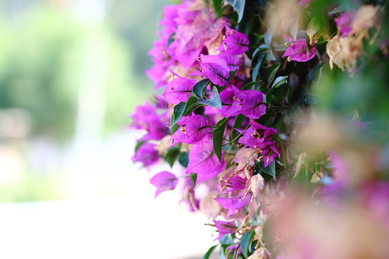 flower pink violet free photo