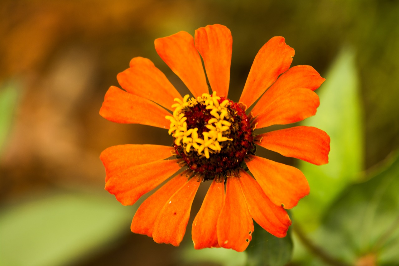 zinnia orange petals free photo