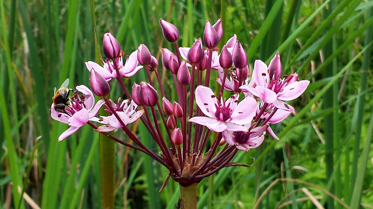 flower nature close up free photo