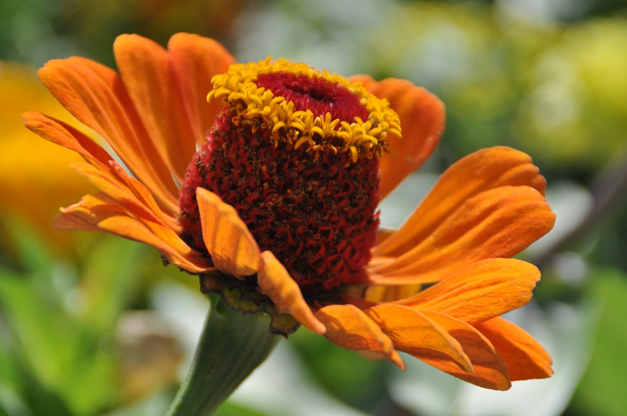 flower flora orange free photo