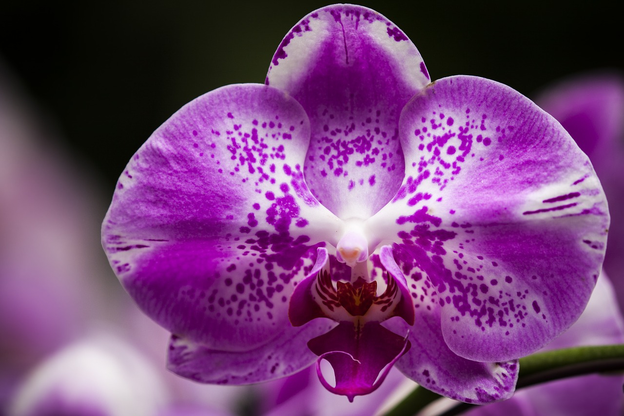 flower orchid blossom free photo