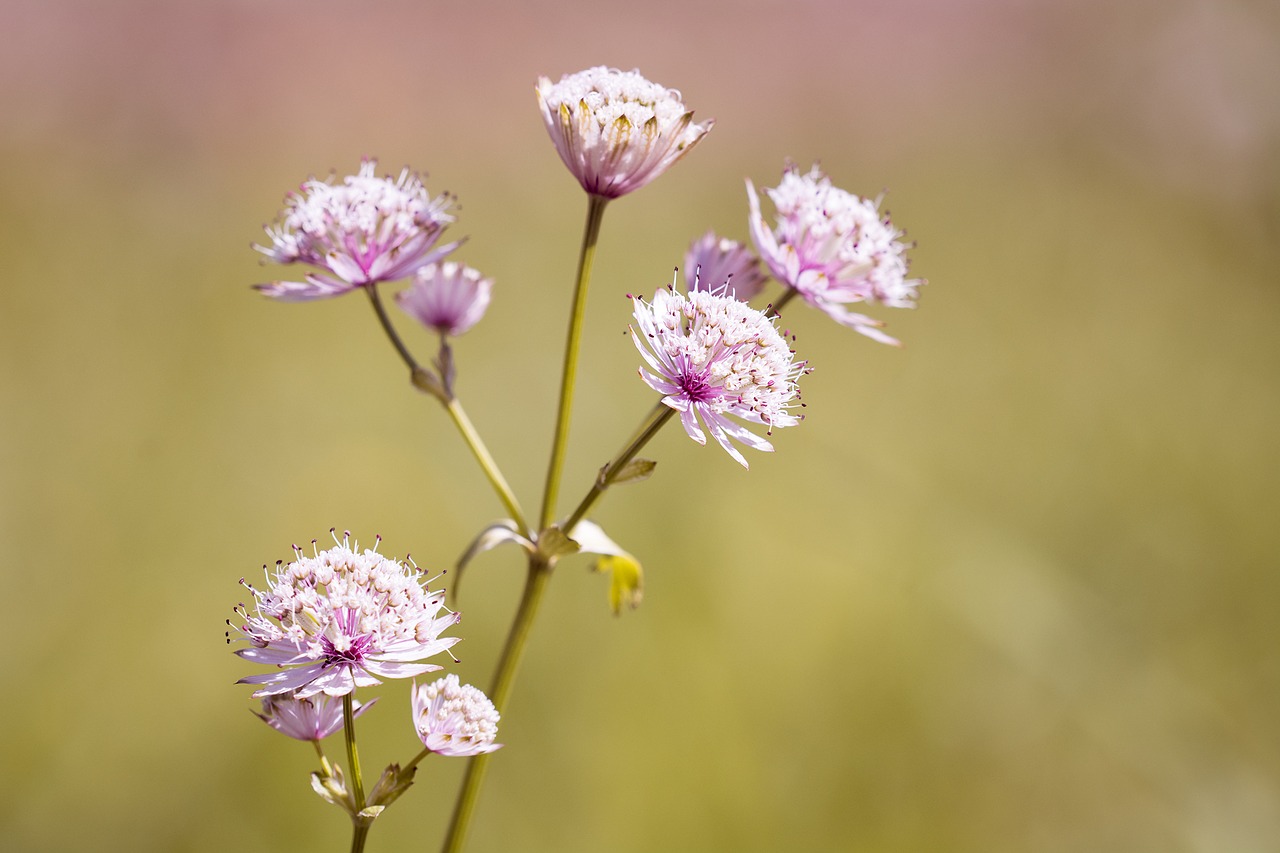 flower pointed flower grassland plants free photo