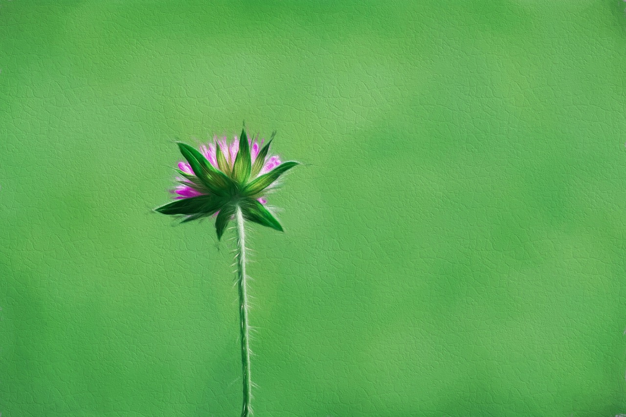 flower pointed flower individually free photo