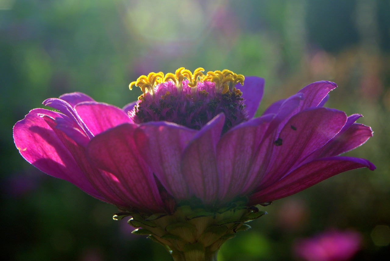 zinnia flower violet free photo