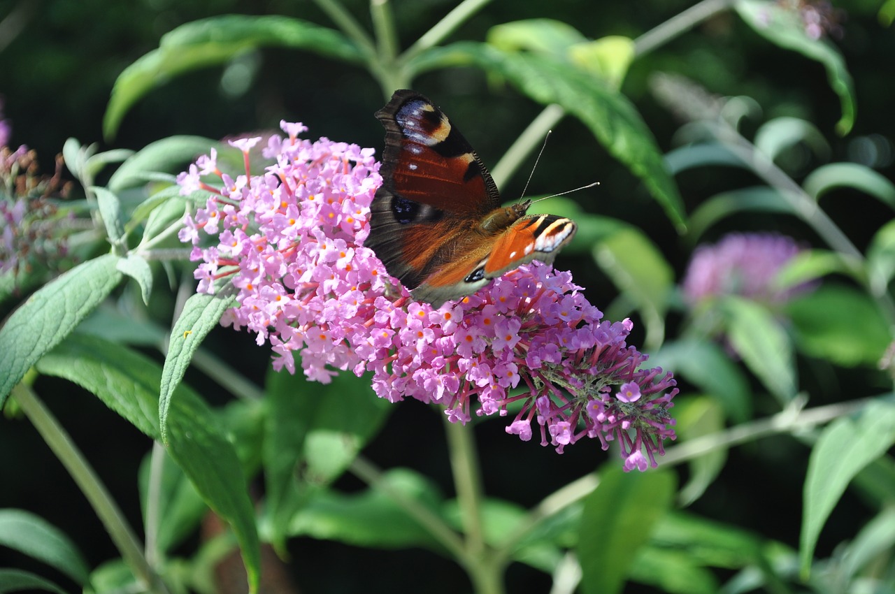 flower butterfly nature free photo