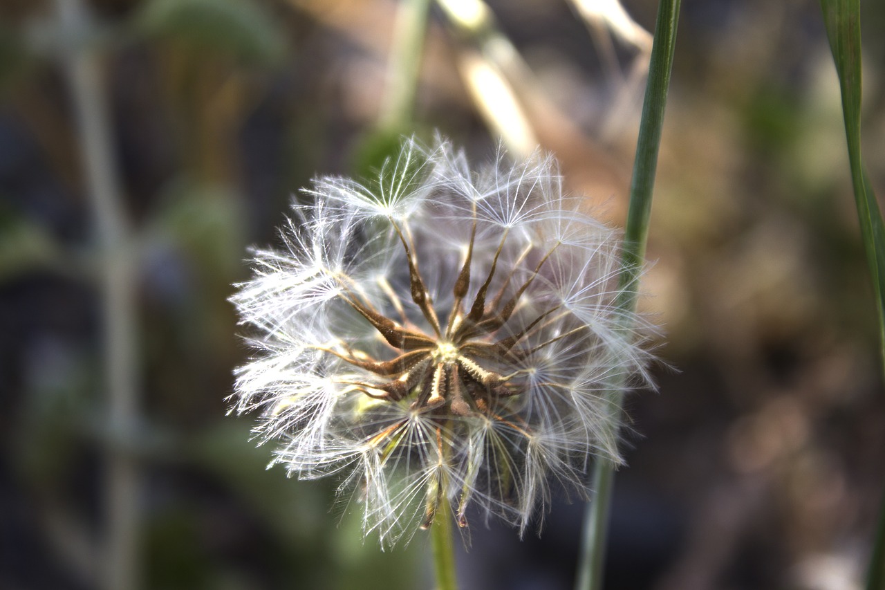 dandelion flower detail free photo