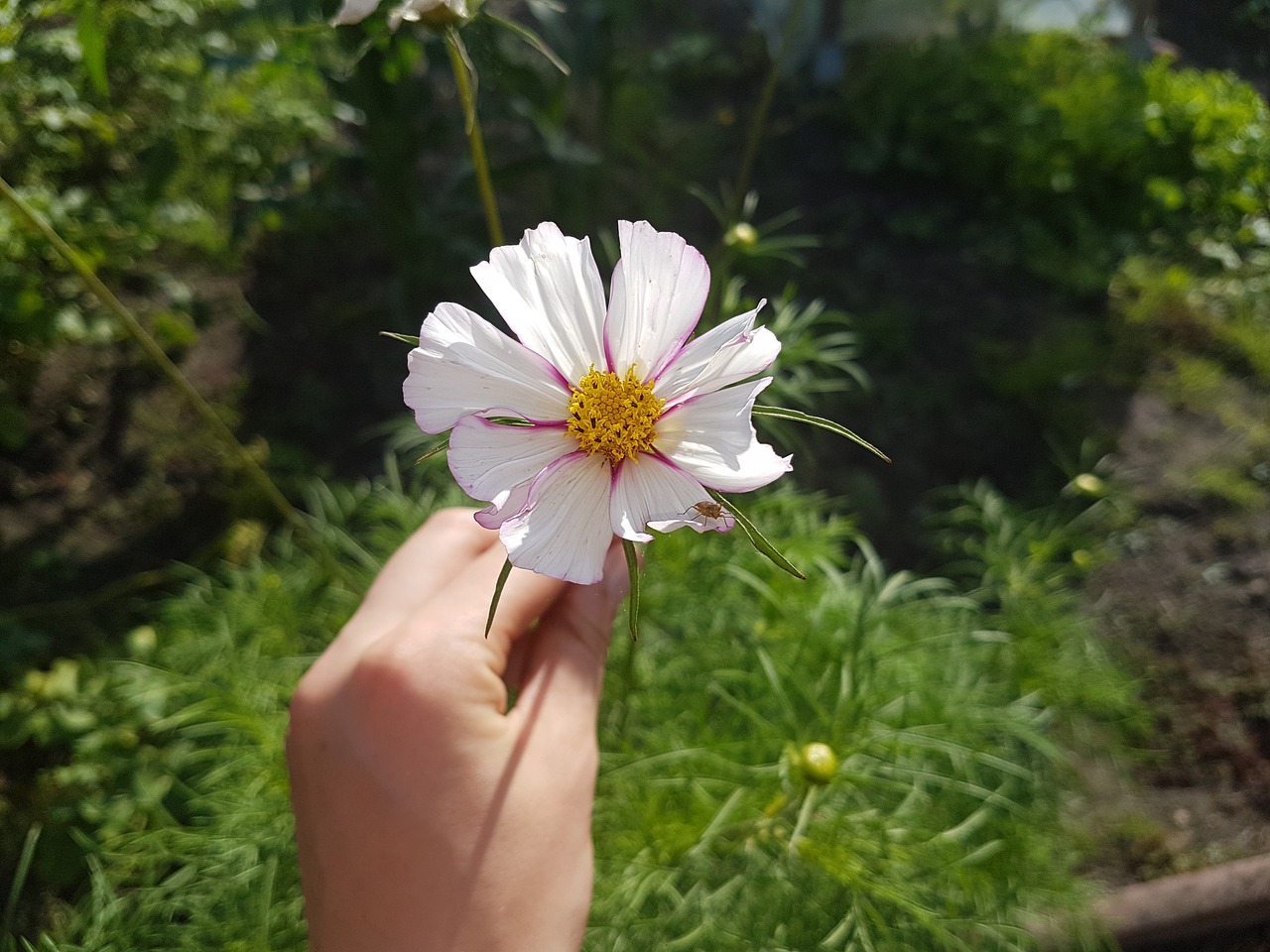 cosmea flower blossom free photo