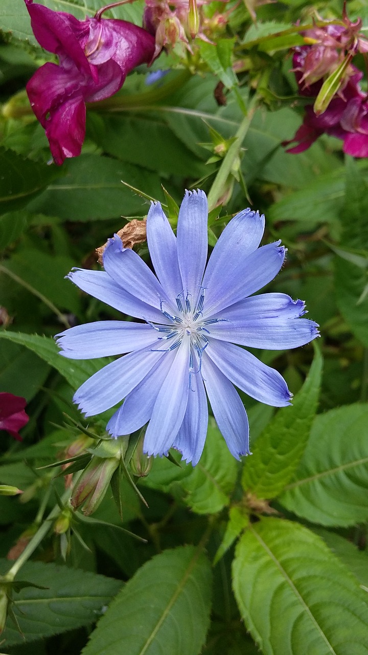 chicory weed field bloom free photo