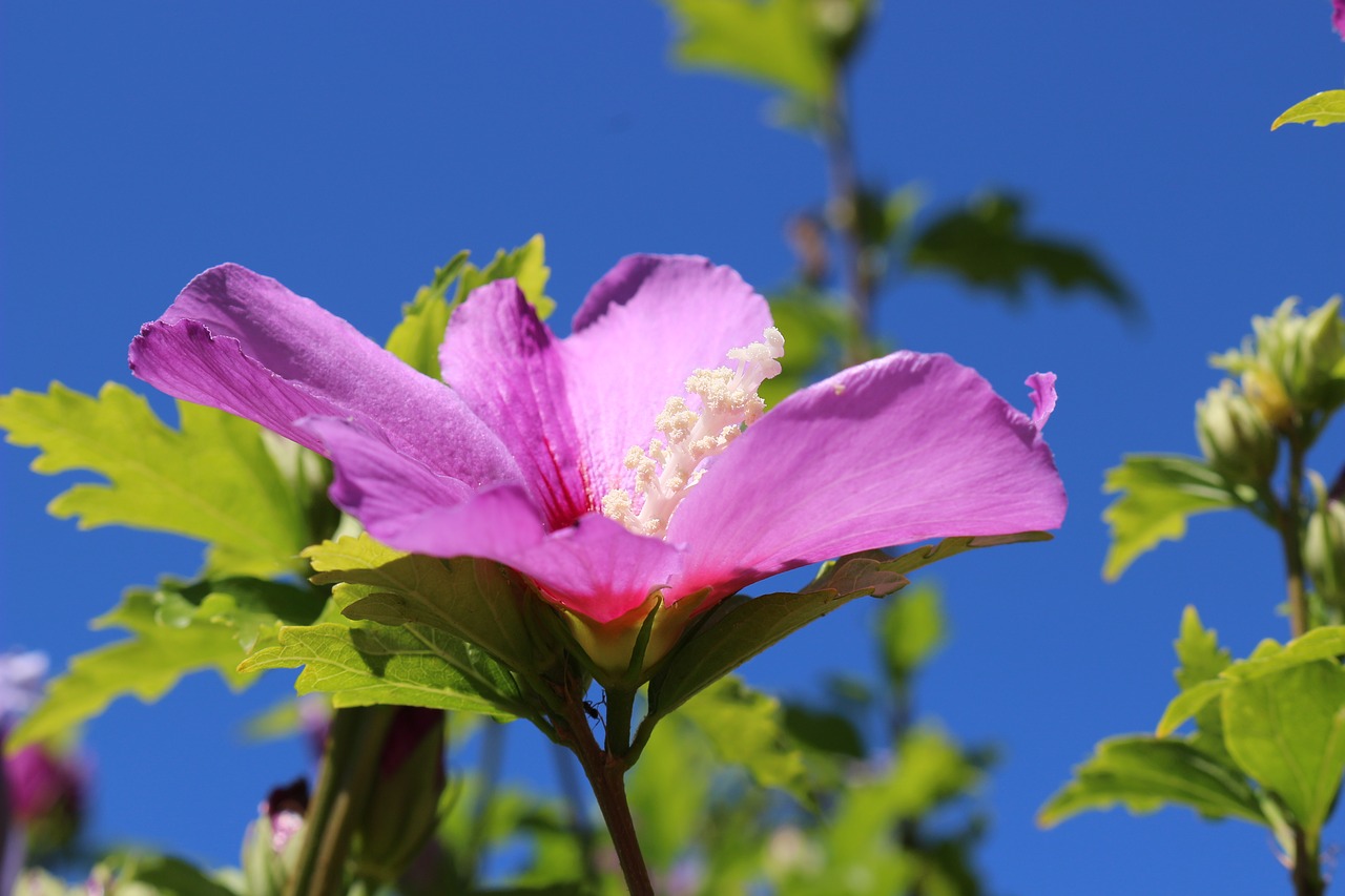 flower pink pink flowers free photo