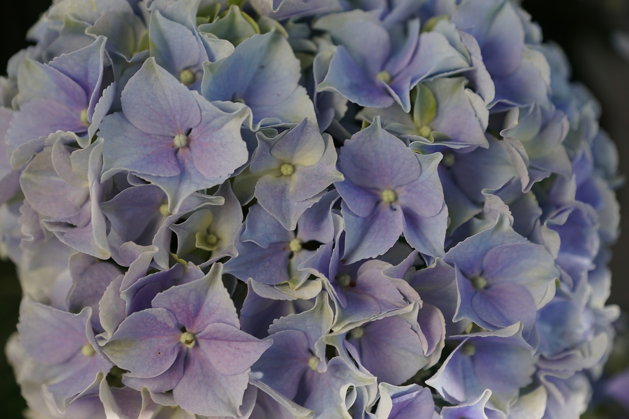 flower purple hydrangea free photo