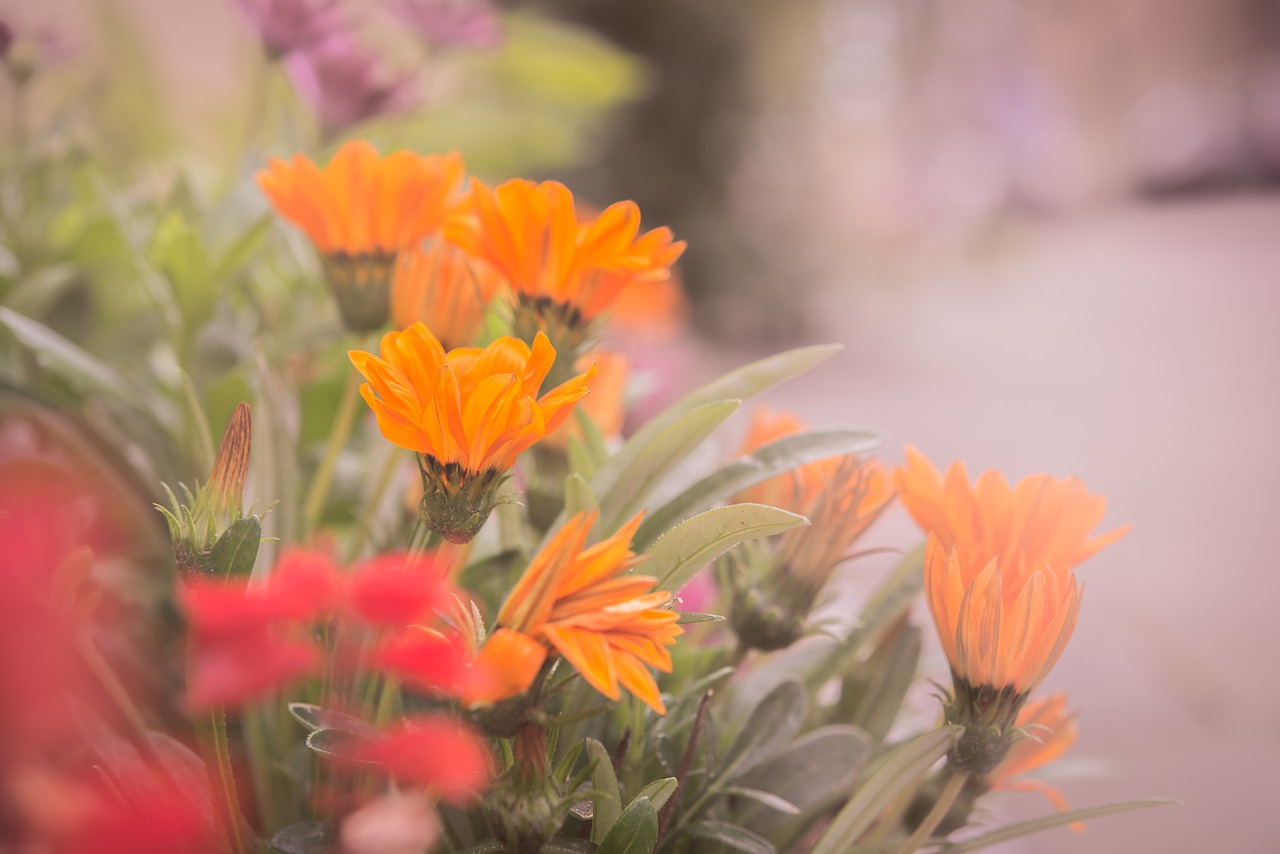 flower orange red free photo