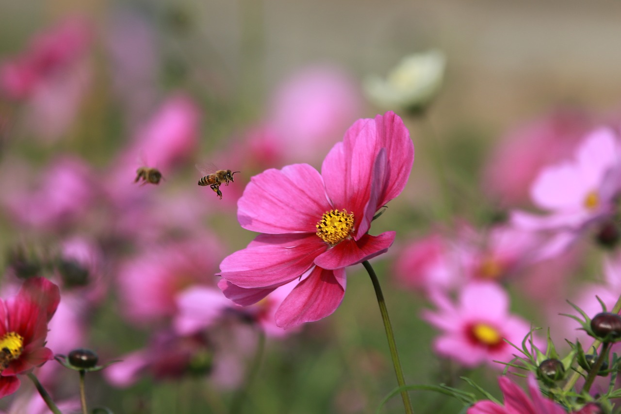 flower bee quentin chong free photo