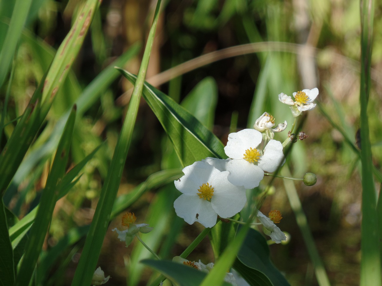 flower nature summer flowers free photo