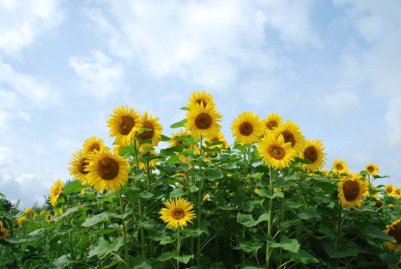 flower plant sun flower free photo