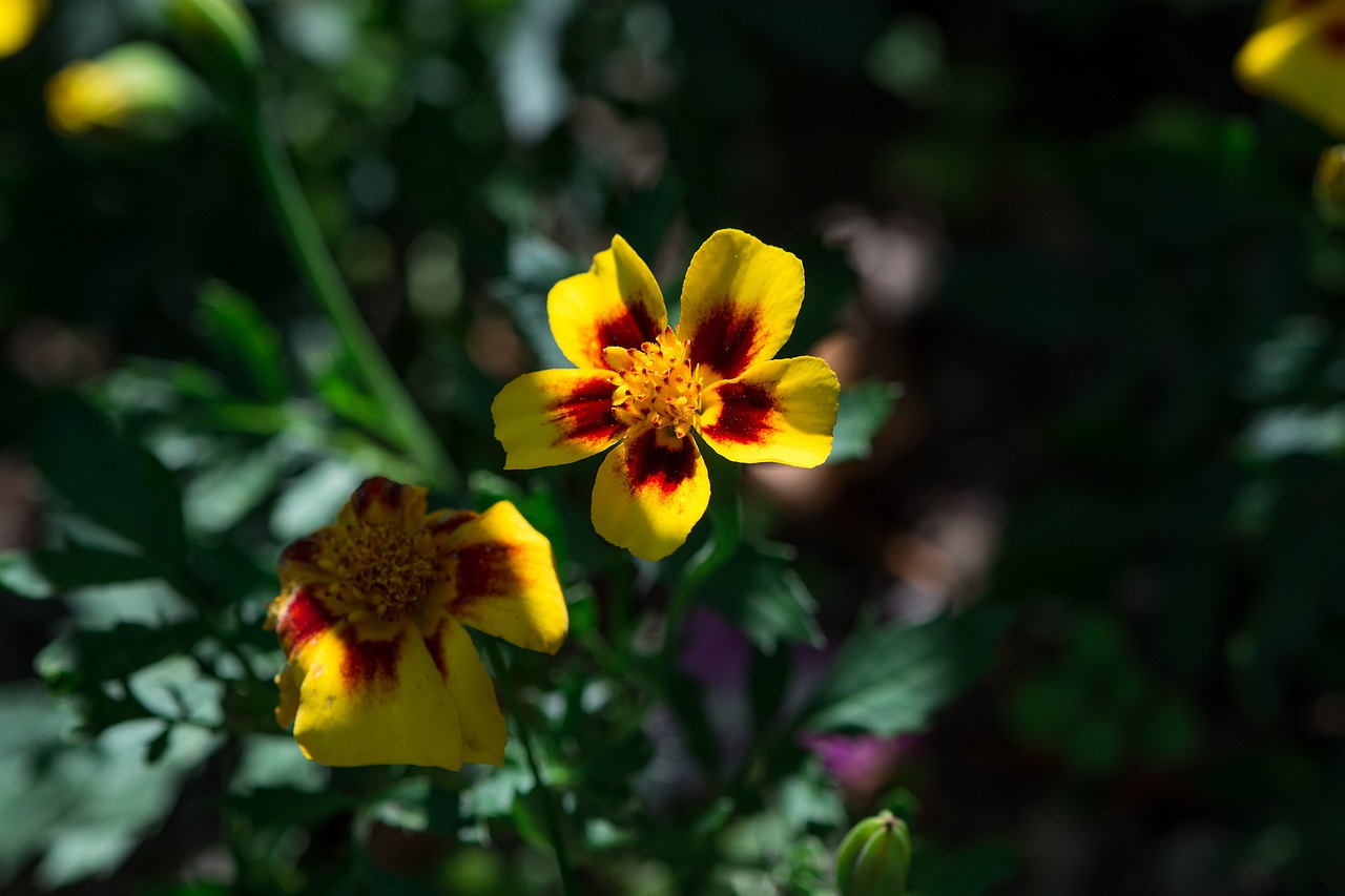 flower yellow red yellow flower free photo