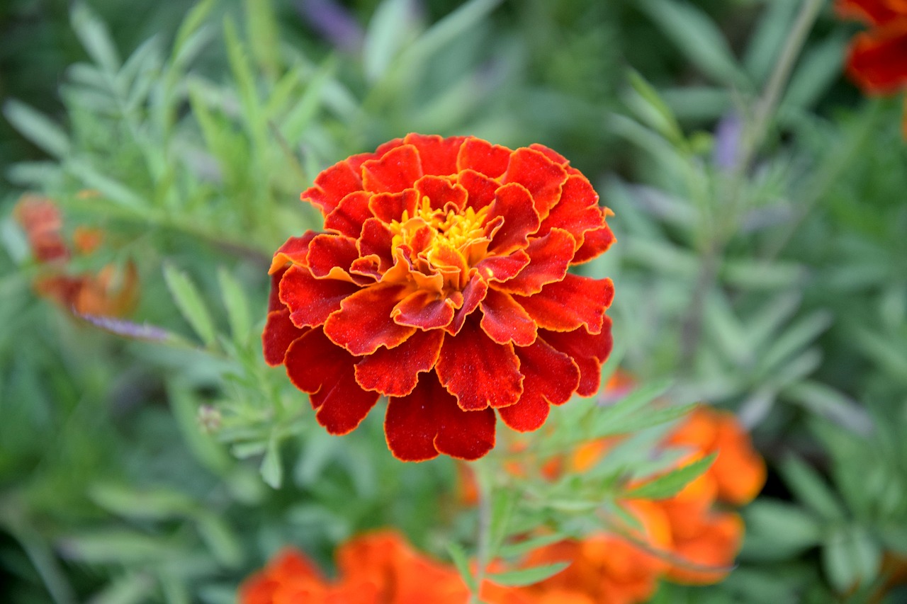 flower marigold turkish free photo
