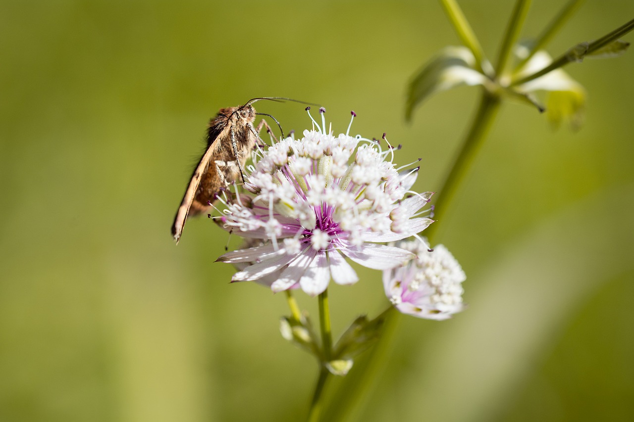 flower pointed flower butterfly free photo