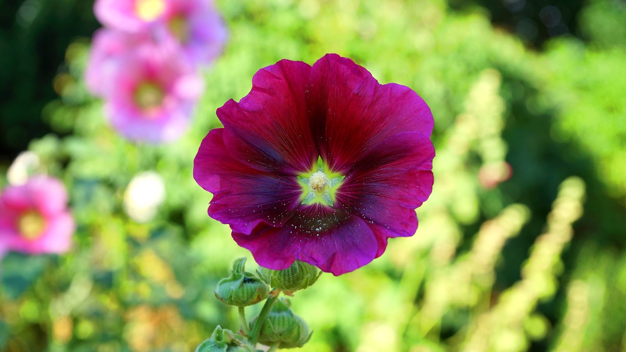 flower petal leaves free photo