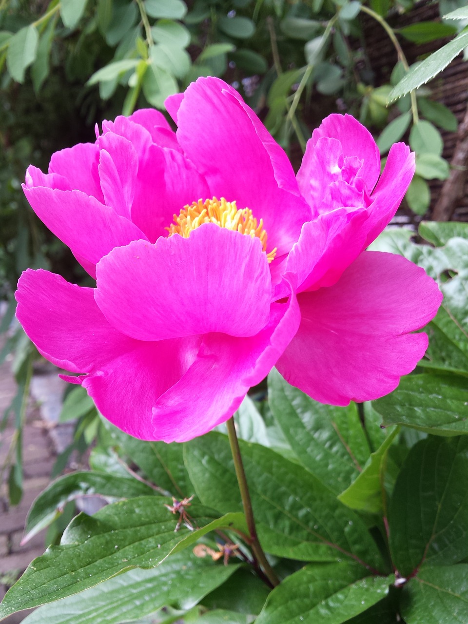 peony plant rose flowers free photo