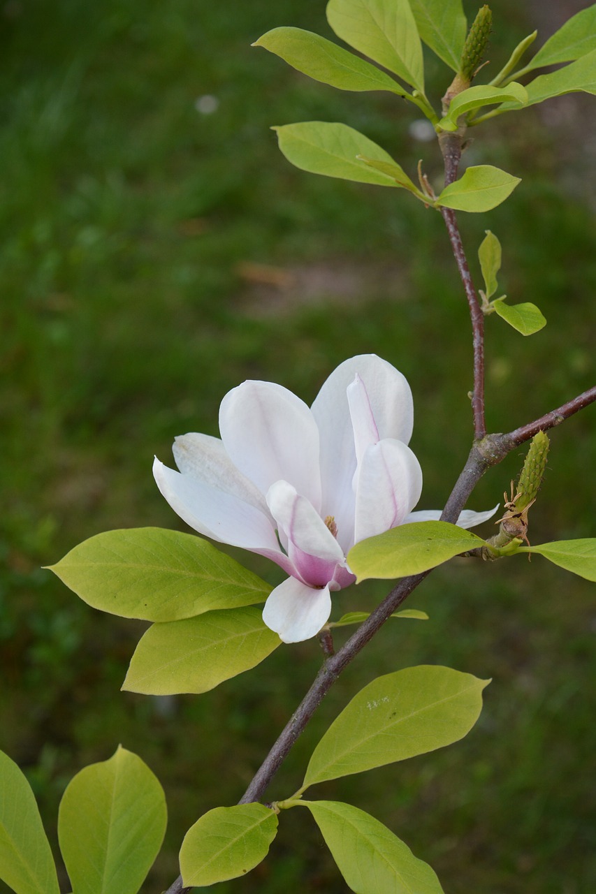 flower magnolia rose free photo