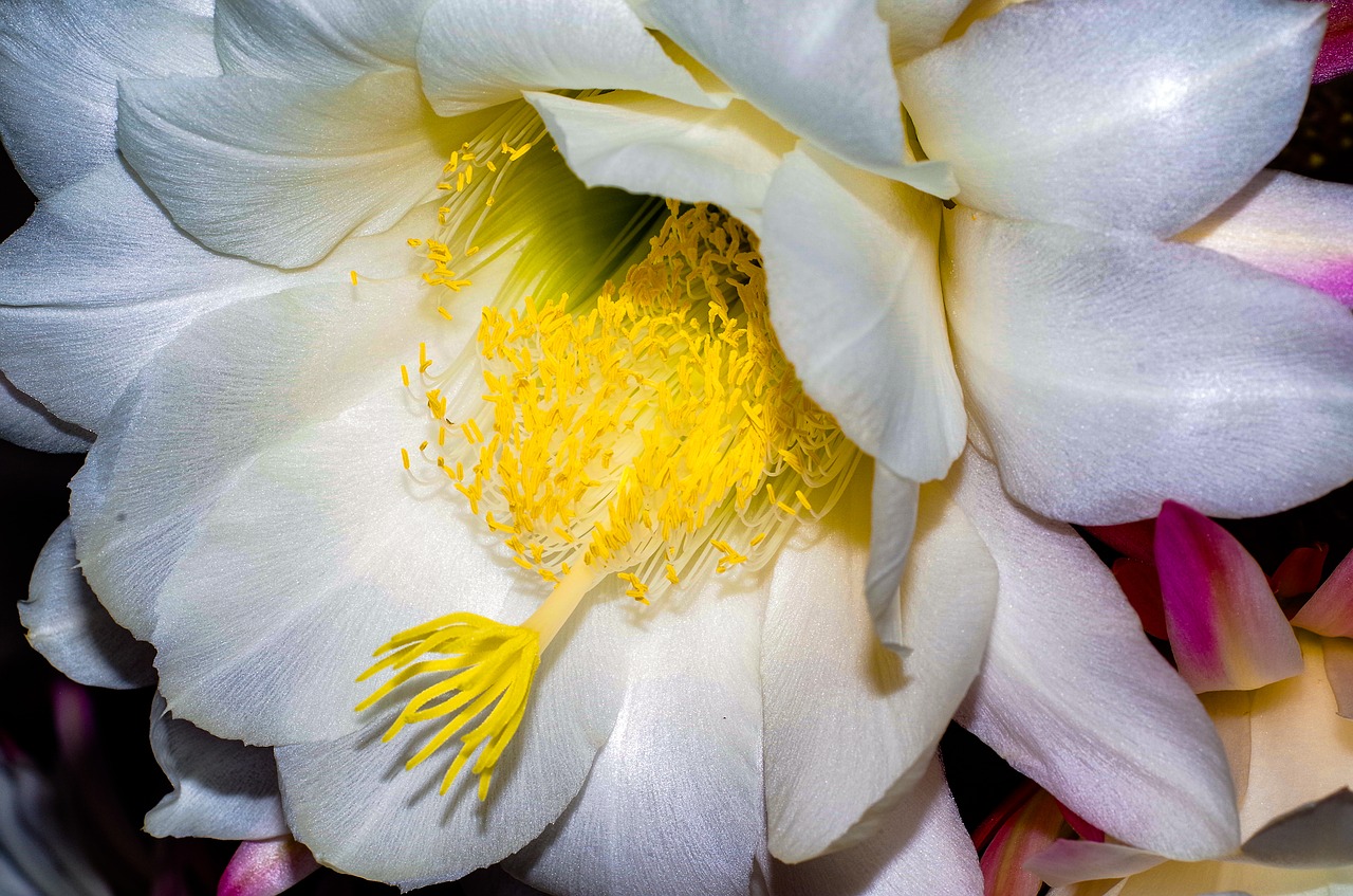 flower cactus bloom free photo