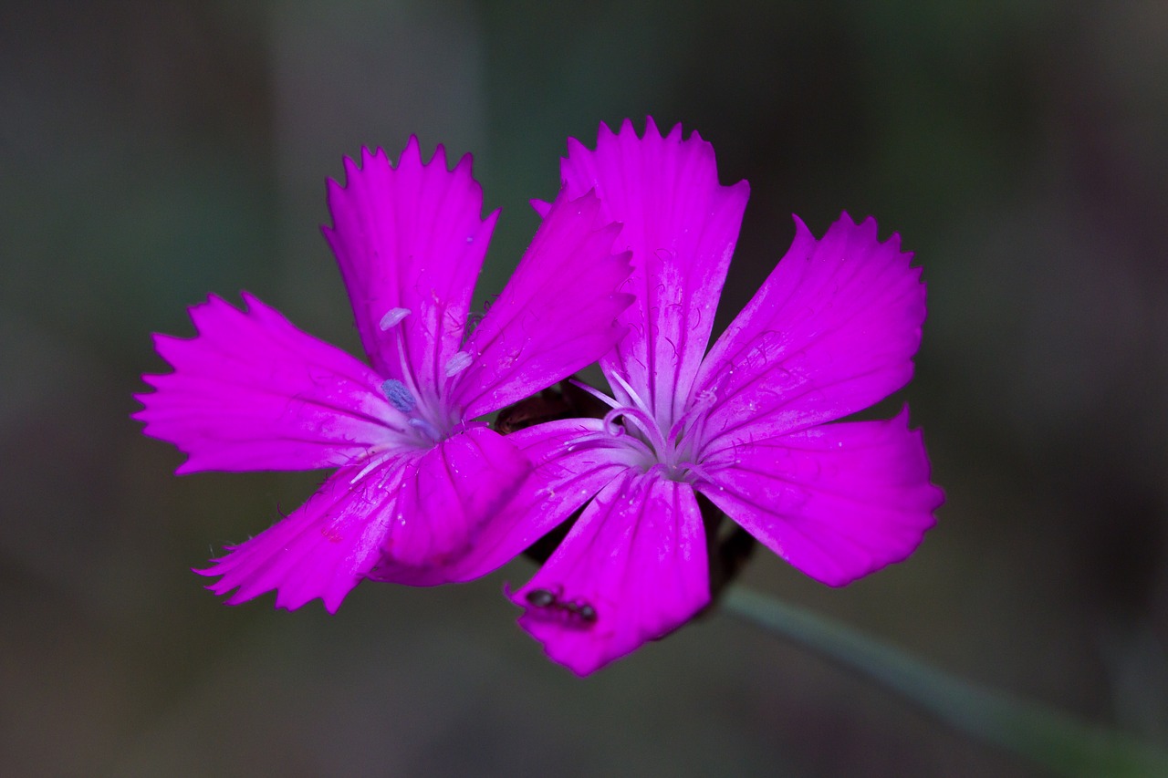 flower purple blossom free photo