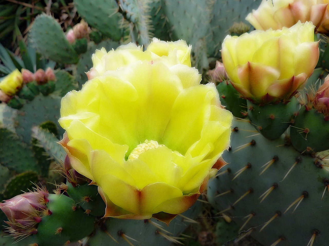 flower cactus fig free photo