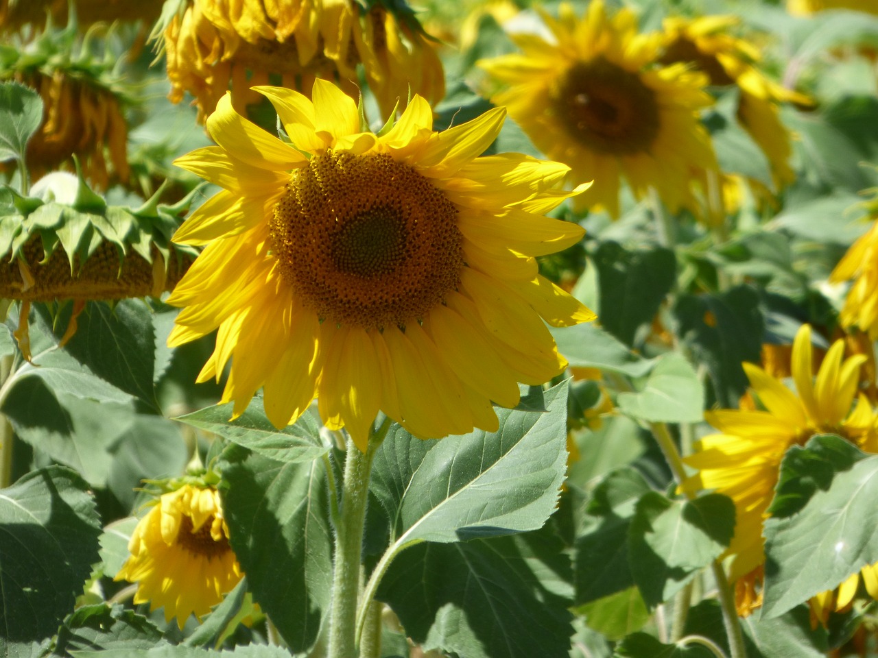 flower sunflower yellow free photo