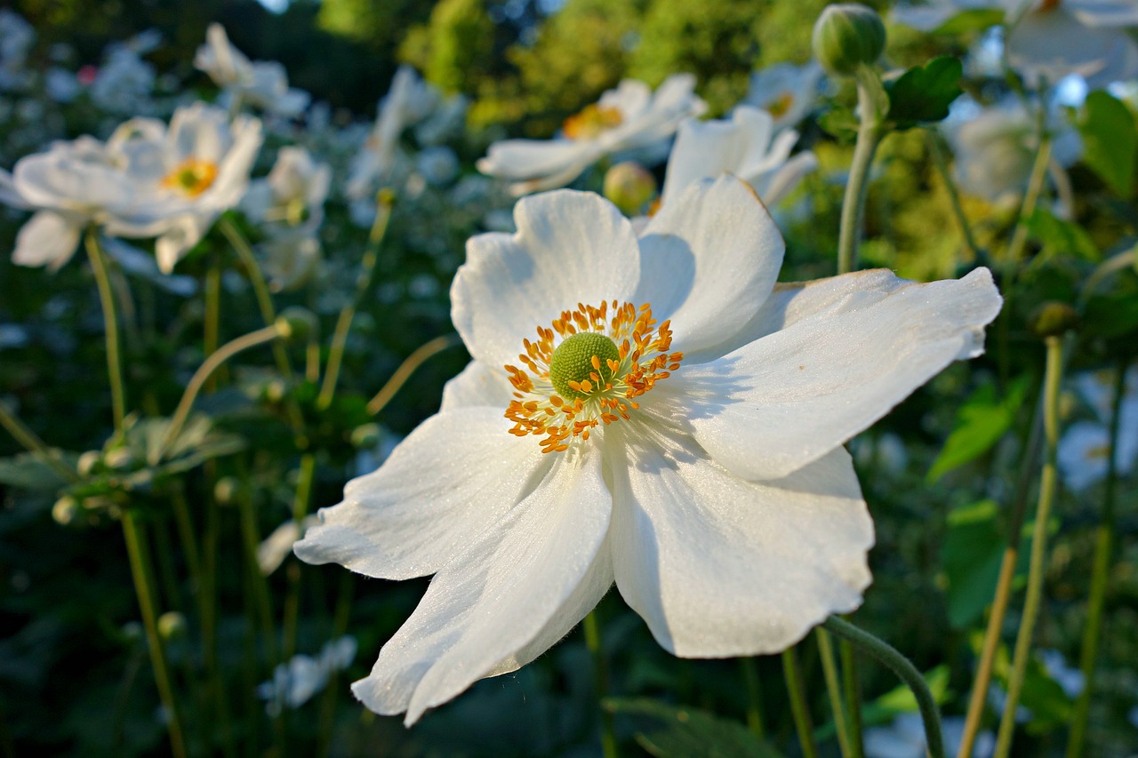 flower white flower petal free photo