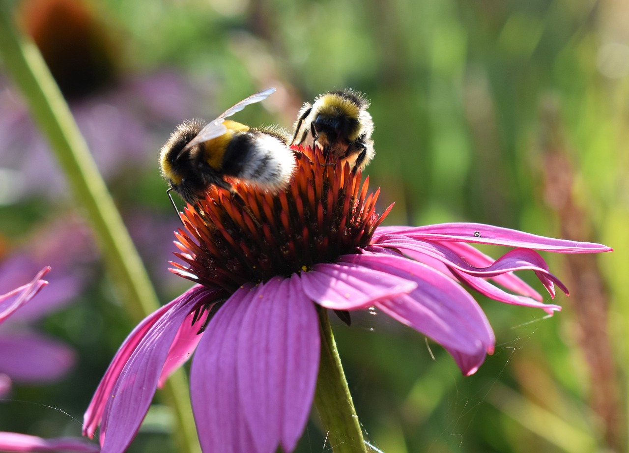 flower pink bumblebees free photo