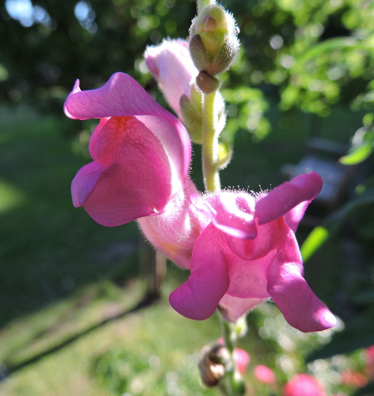 flower pink wild free photo