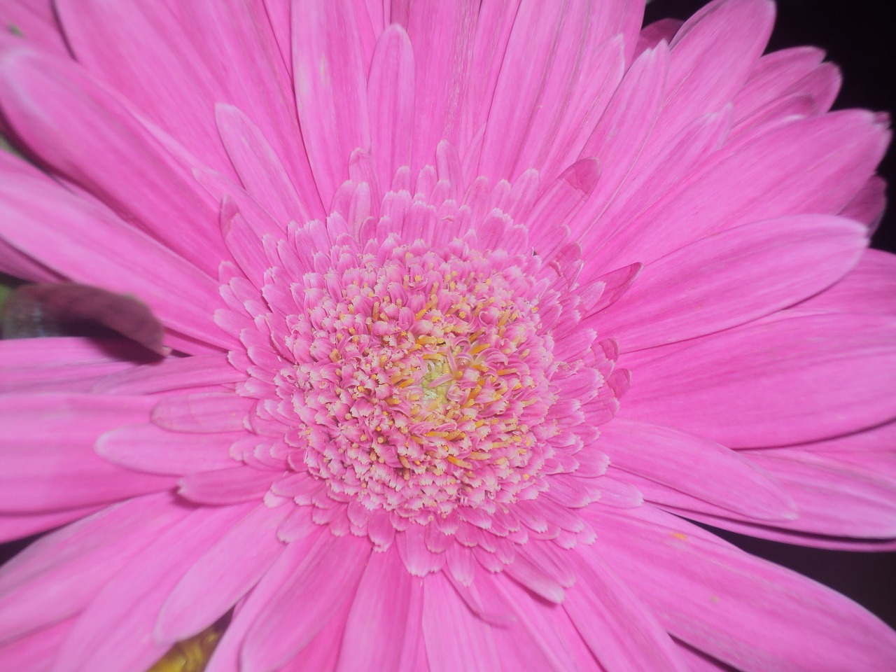 flower pink pink flowers free photo