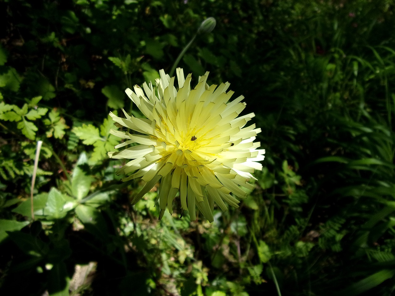 flower urosperme spring free photo