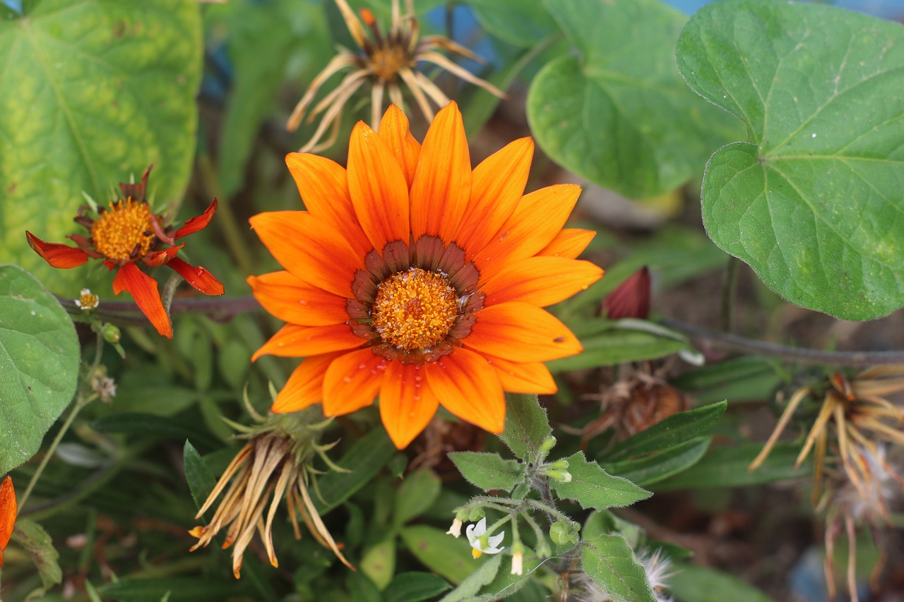 flower green nature free photo