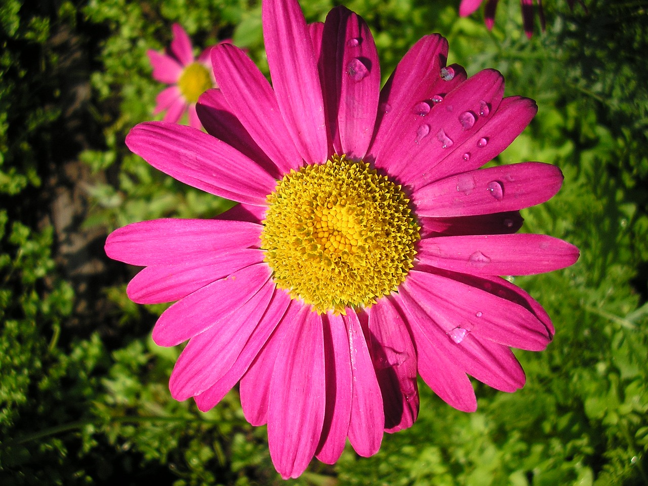 flower daisy macro free photo