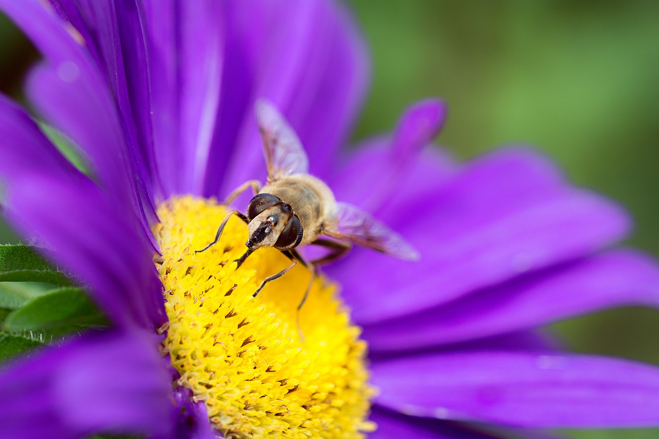 flower marguerite purple free photo