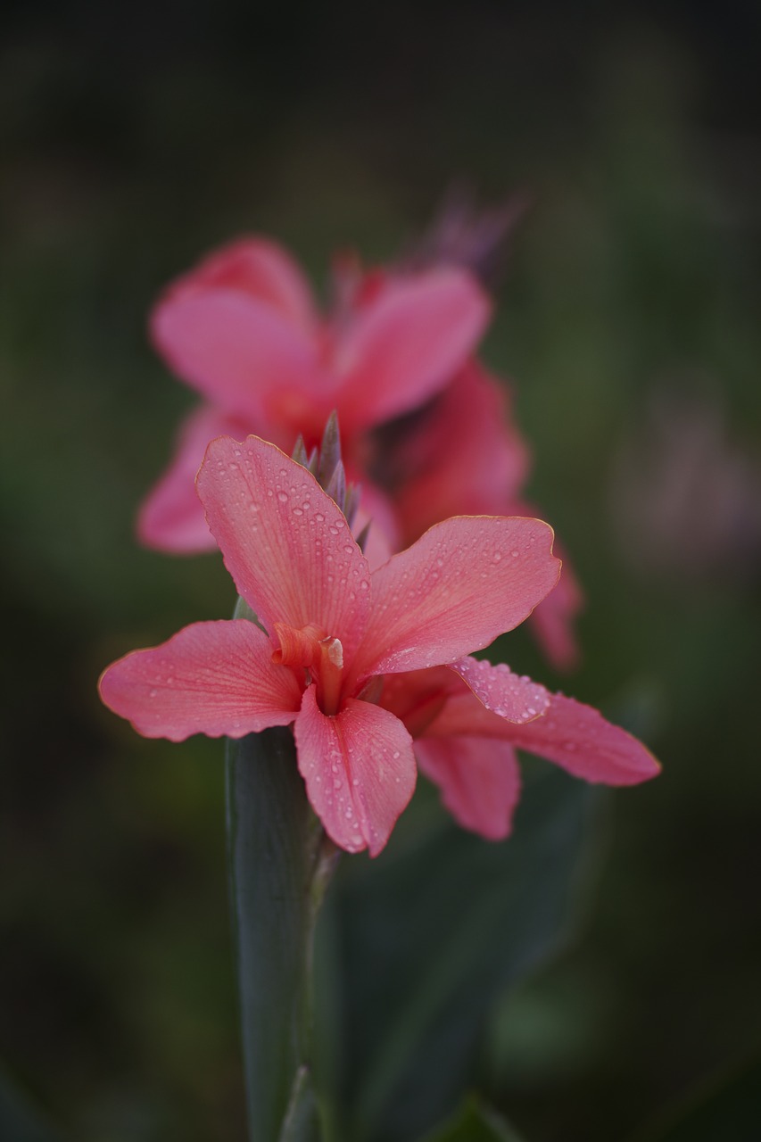 flower vietnam natural free photo