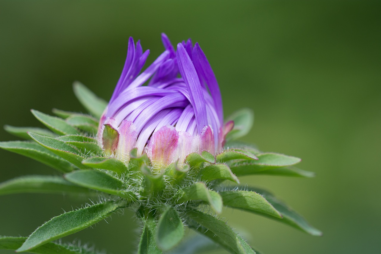 flower violet violet flower free photo