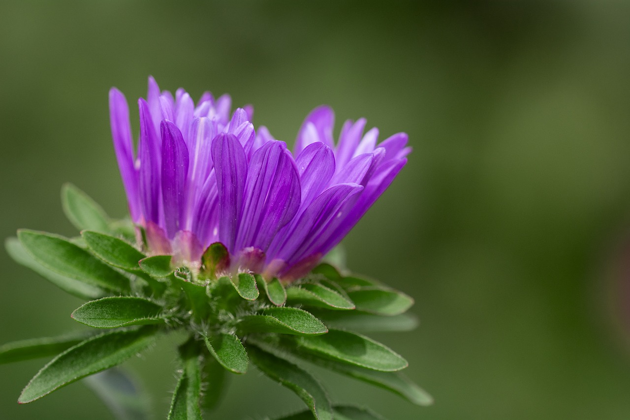 flower violet violet flower free photo