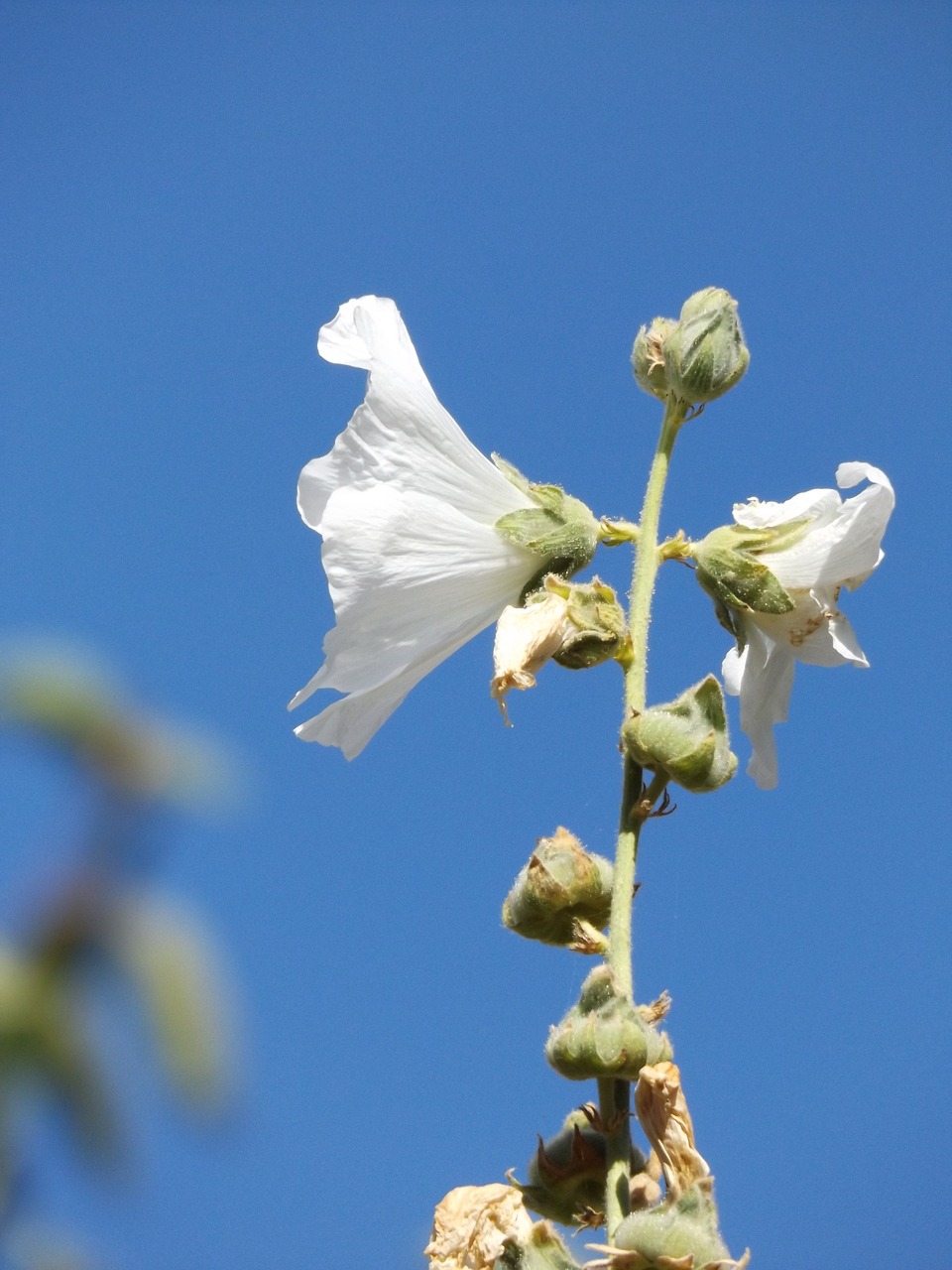 flower white blue free photo