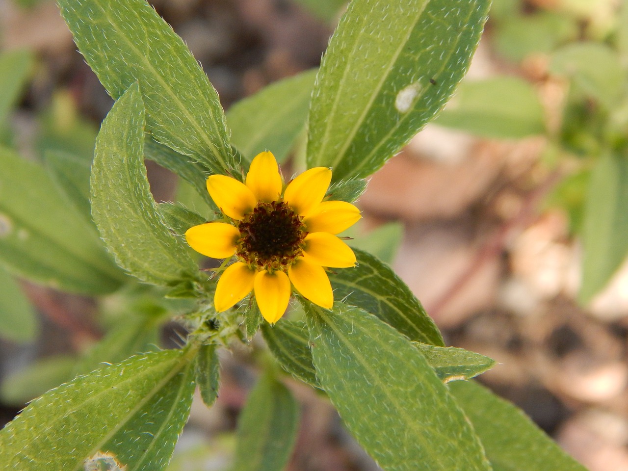 flower plant flowers free photo