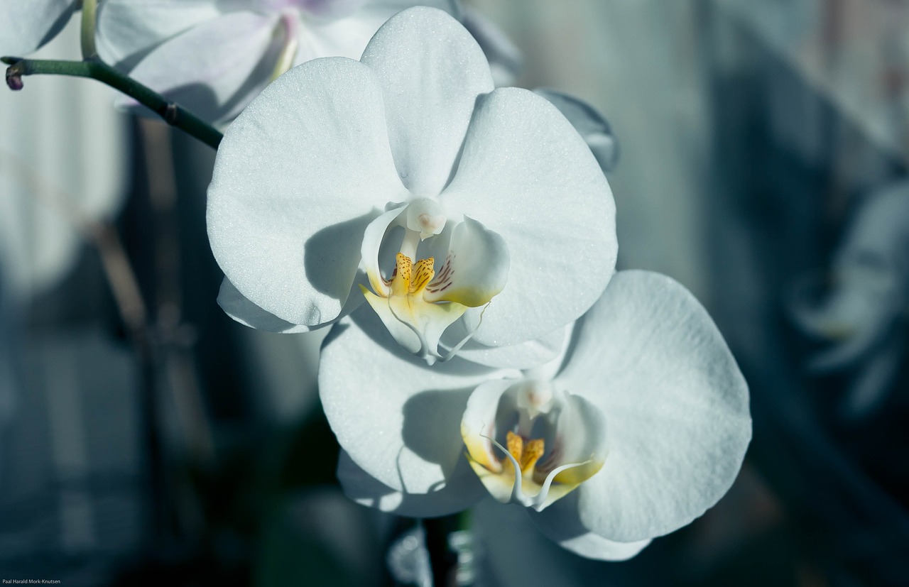 flower orchid macro free photo