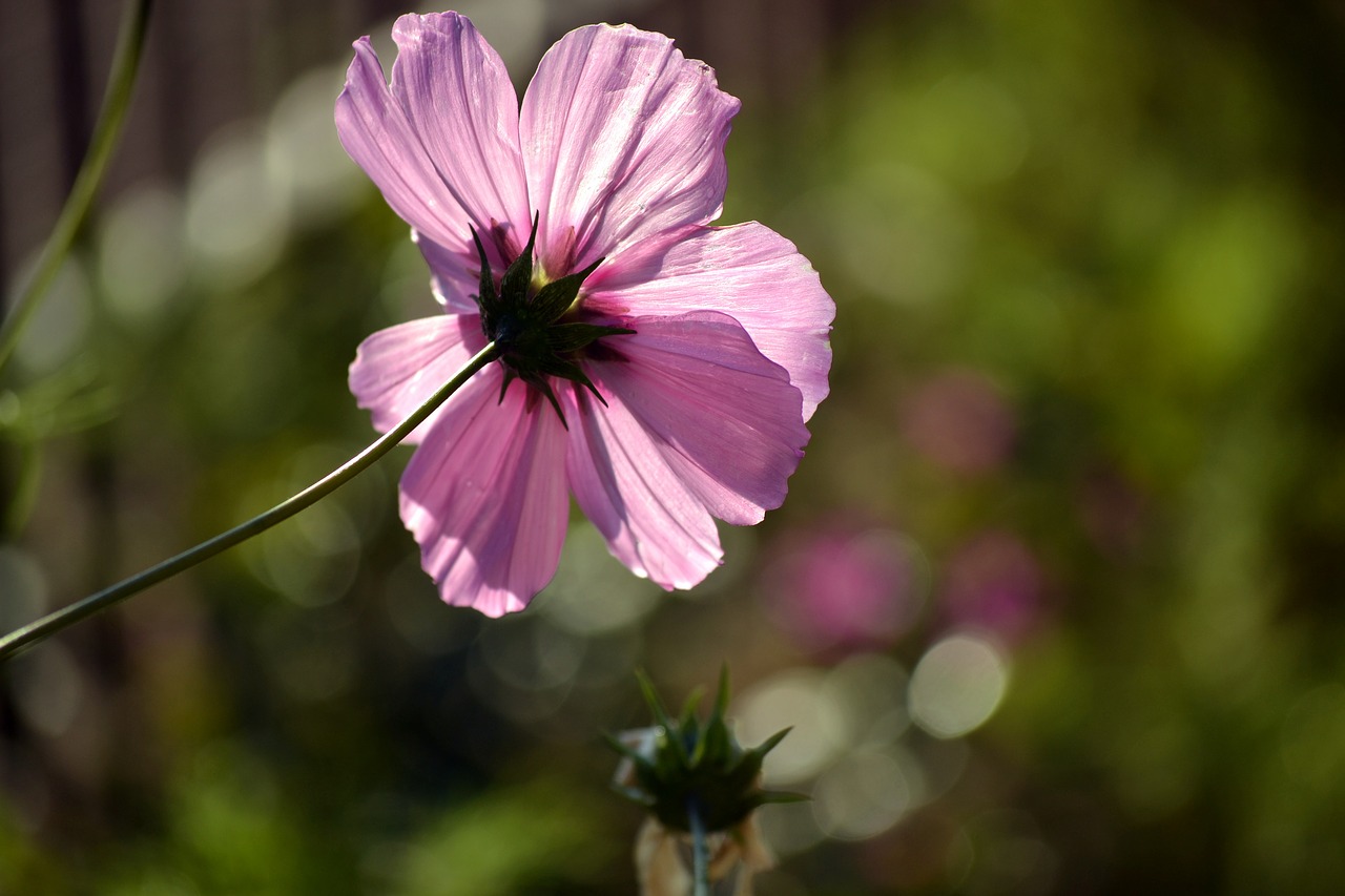 pink cosmos wild flower countryside free photo