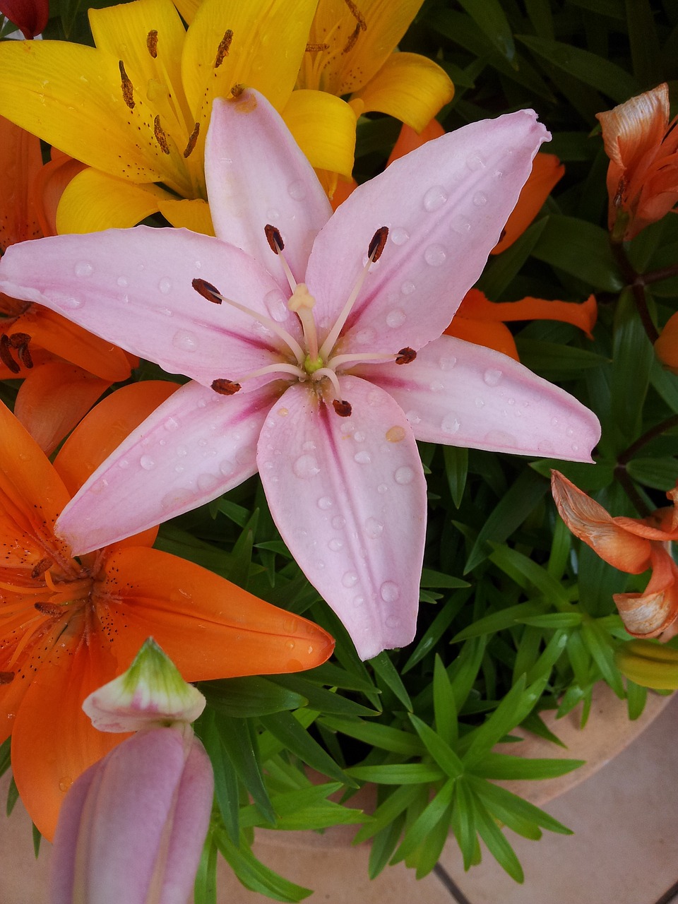 flower lily pink free photo