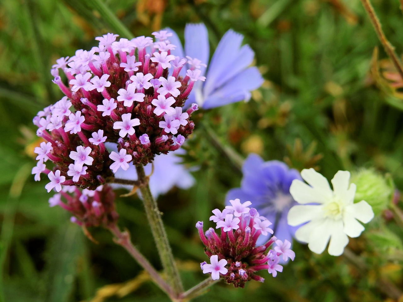 flower blossom bloom free photo