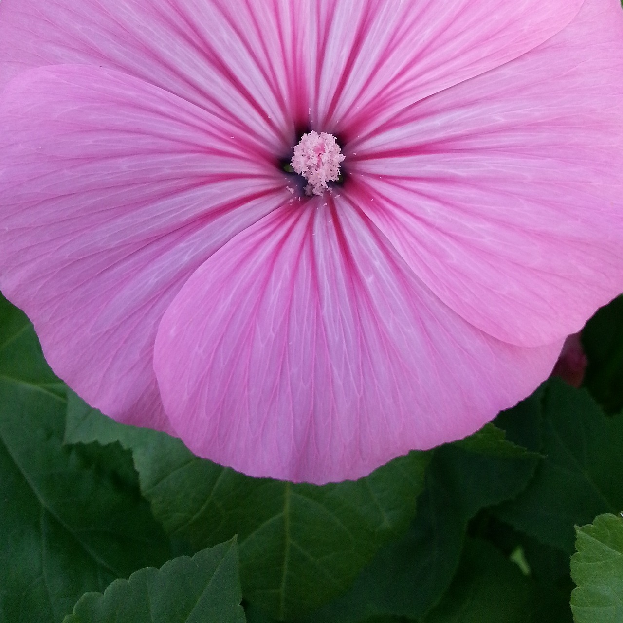 flower pink dacha free photo
