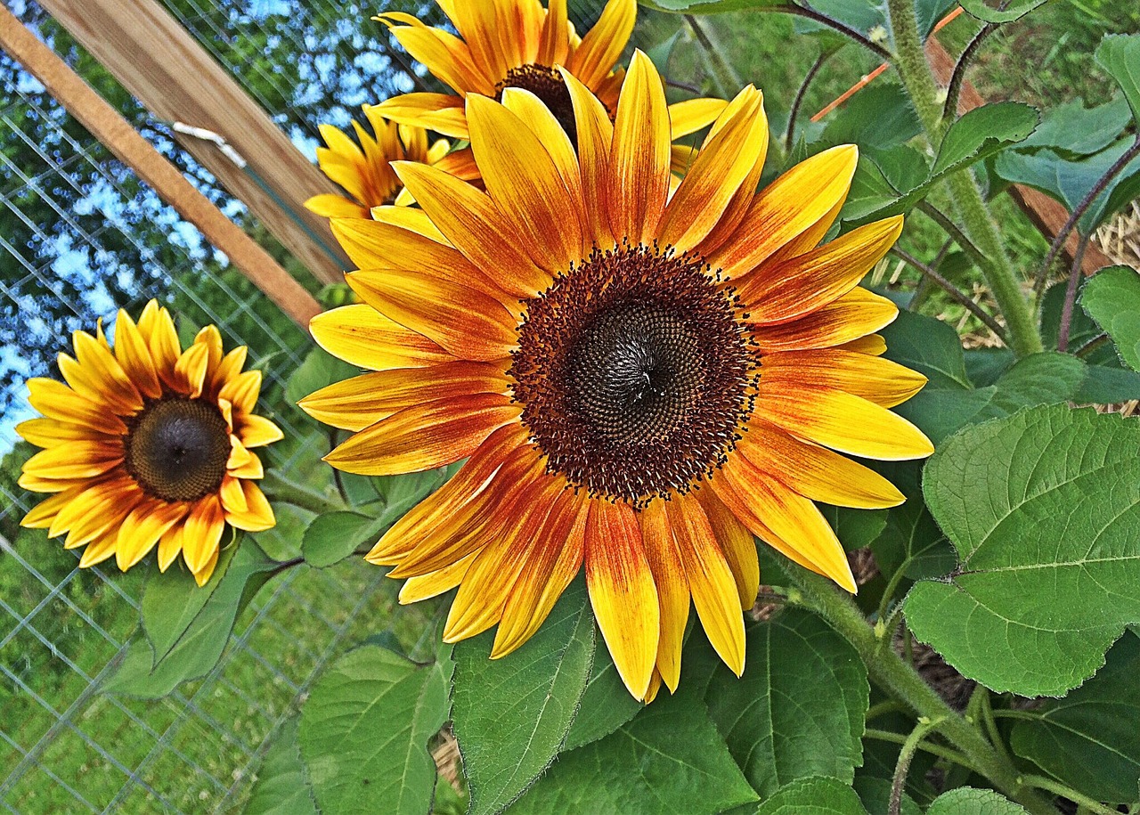 flower sunflower yellow free photo